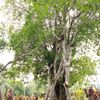 masrurimas440