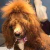 groovythepoodle