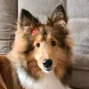 madagascar_thesheltie