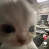 momochilout