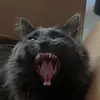 thisnottracy