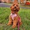 winnietheredcockapoo