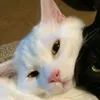 lpsilvaxz_