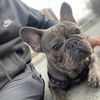 roko_the_frenchie