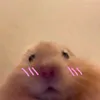 sibruniii