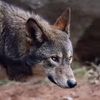 guelmawolf