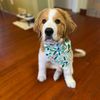 finnandhisbandana
