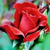 phan.danh382