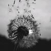 storyofdandelion