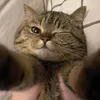 alfonsusdwii