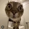 dyn7m5lmoomd