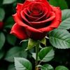sharabankhan1