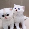 familykemcoc_