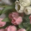 sadeelabed16