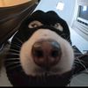 revan_r33