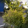 opff_1