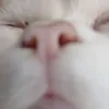 imjustryan8