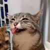 bzzcvtszn