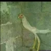xiquinho_matador_de_prea