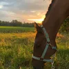 dieuwke_madame