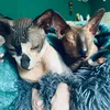 gizmo_the_lil_geez