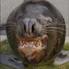 ninguem_liga_para_voce