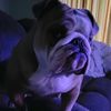 ziggy_2021