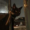 zorro_plateado48