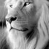 kinglion1984s3