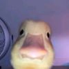 theduckwhostoleyourtoast