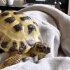 haroldthetortoise