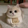 christianhernanpratama11