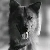 eijii_shi