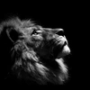 lion.king.35