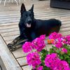 gsd_leekos
