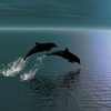 black_dolphin_kf