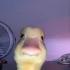 Synorakk