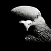 pigeonnoegiq