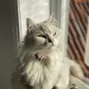 whitipikip