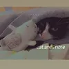 cat.and.more