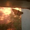 noriiwl