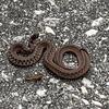 snake_on_driveway