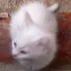 rustamych1
