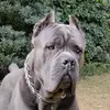 brabus_canecorso