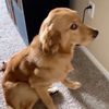dogdaysroverr