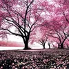 tara_rafiq