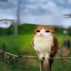 miz.__11