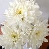 kiarsylia