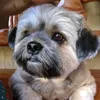 bilu.shihtzu