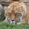 tigertime431